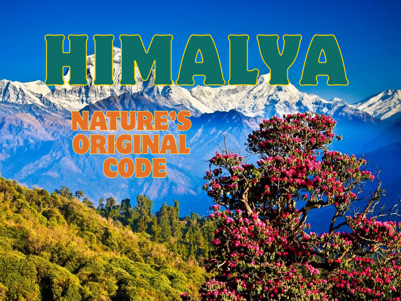 Himalayan herbs