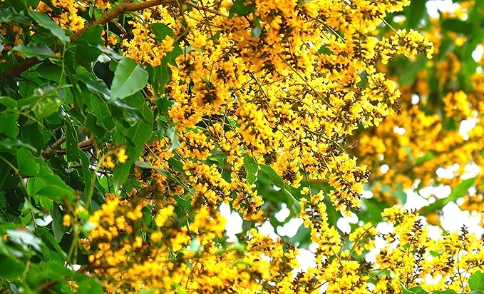 Pterocarpus Marsupium